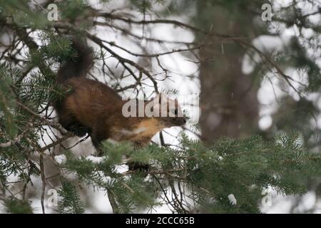 American Pine Marten / Baummarder / Fichtenmarder ( Martes americana ), auf einem dünnen Zweig eines Nadelbaumes sitzend, Jagd, Beute beobachten, Gelb Stockfoto