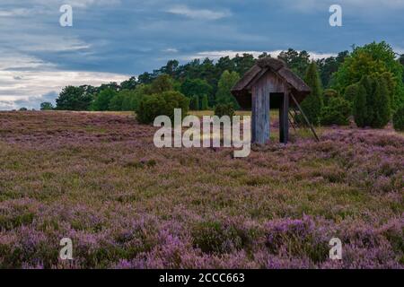 Blühende Blumen in der Lüneburger Heide Stockfoto