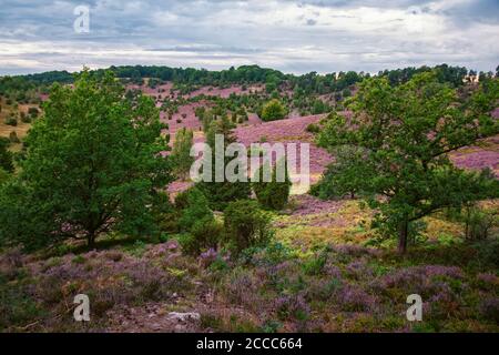 Blühende Blumen in der Lüneburger Heide Stockfoto