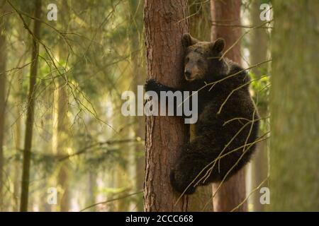Europäischer Braunbär / Europäischer Braunbaer ( Ursus arctos ) klettert auf einen Baum, sieht ein wenig ängstlich aus, in komischer Situation, Europa Stockfoto