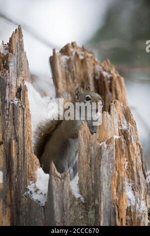 American Red Squirrel / Pine Squirrel / Rothörnchen ( Tamiasciurus hudsonicus ), im Winter sitzen, sich verstecken, aus einem verschneiten Tre beobachten Stockfoto