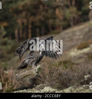 Bartkauz/Bartkauz (Strix Nebulosa) auf ein Stück Holz, das auf einer Lichtung in der Mitte der borealen Wälder, verlassen, schlagenden Flügeln thront, Aufruf, E Stockfoto