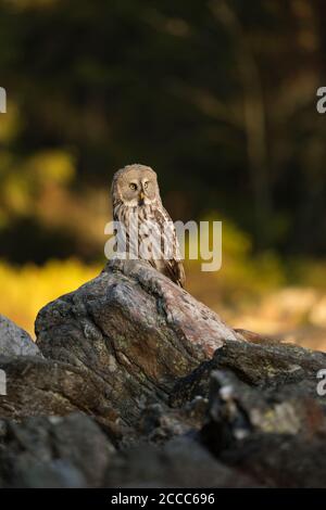Bartkauz/Bartkauz (Strix Nebulosa) auf einem Felsen thront, erste Morgenlicht, vor Herbstlich gefärbte Wälder. Stockfoto