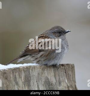 Dunnock (Phasianus colchicus), Erwachsene im Winter, fluffed, Federn, ruht auf einem hölzernen Zaun Pfosten, Wildlife, Europa. Stockfoto