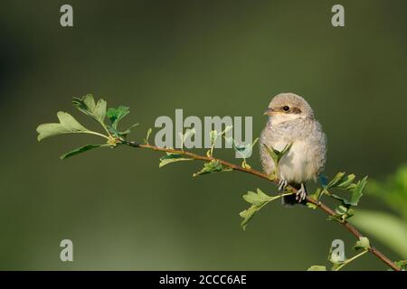 Rotrückenwürger / Neuntoeter (Lanius collurio), junger Jugendlicher, auf einem Busch sitzend, typischer Heckenvogel, gefährdete Arten, Wildtiere Euro Stockfoto