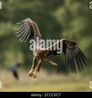 Seeadler/Sea Eagle/Seeadler (Haliaeetus albicilla) junge Heranwachsende im Flug, Fliegen, ankommen, mit hängenden Talons, leistungsstarke Fron Stockfoto