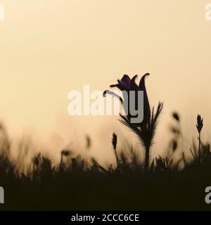 Gemeine Pasque Blume / Kuechenschelle ( Pulsatilla vulgaris ), typische Frühlingsblume auf nährstoffarmen Grasland, Silhouetten gegen orange gefärbte ev Stockfoto