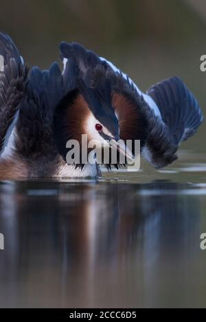 Große Haubentaucher ( Podiceps cristatus ), die in Katzenauslage umwerben, ihre Flügel öffnen, um ihren Partner zu beeindrucken, sieht so schön aus, Europa. Stockfoto