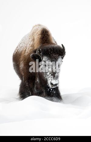 American Bison / crusted Amerikanischer Bison (Bison Bison) im Winter mit Schnee, Vorderansicht, Yellowstone-Nationalpark, Wyoming, USA. Stockfoto