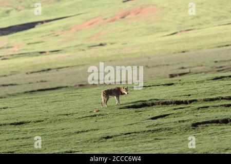 Wolf (Canis lupus) beim Wandern auf dem tibetischen Plateau Stockfoto