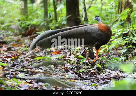 Männchen Argus (Argusianus argus greyi) beim Spaziergang auf seinem Tanzgelände im tropischen Regenwald Danum Valley, Sabah, Malaysia. Stockfoto