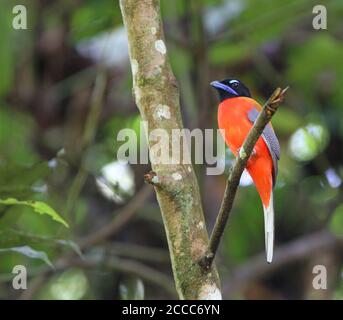 Männlicher scharlachiger Trogon (Harpactes duvaucelii), der in einem hohen Baum in einem tropischen Tieflandwald um die Borneo Rainforest Lodge im Danum Valley thront, Stockfoto