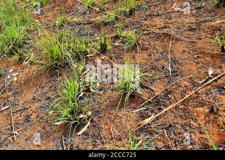 Bild zeigt tote und verbrannte Pflanzen, die wie ein phönix aus der Asche aufsteigen. Dies zeigt, dass die Natur eine Möglichkeit hat, Dinge zu reparieren. Stockfoto