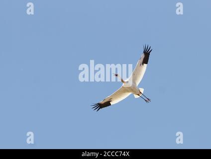 Unreifer, kritisch gefährdeter Sibirischer Kranich (Leucogeranus leucogeranus) auf dem Flug über Heilongjiang in China. Stockfoto