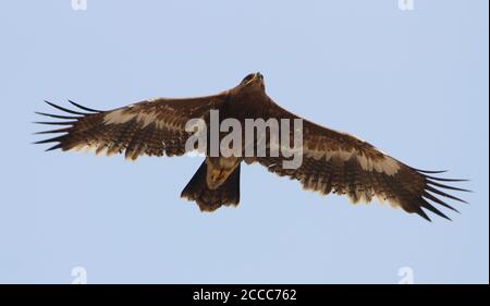 Steppenadler (Aquila nipalensis) juvenil im Flug Stockfoto