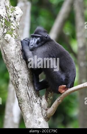 Celebes Crested oder Sulawesi Crested Macaque (Macaca nigra) In einem Baum ruhen Stockfoto