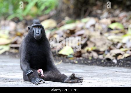 Celebes Crested oder Sulawesi Crested Macaque (Macaca nigra) Auf der Straße gelegen Stockfoto