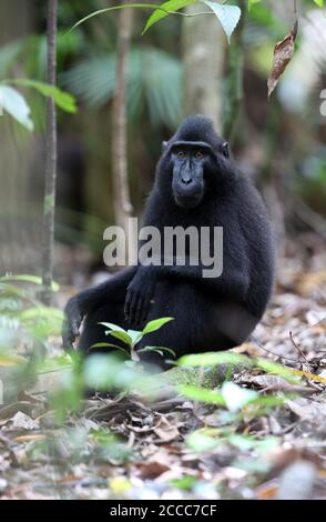 Celebes Crested oder Sulawesi Crested Macaque (Macaca nigra) In einem Baum sitzend und beobachtend Stockfoto