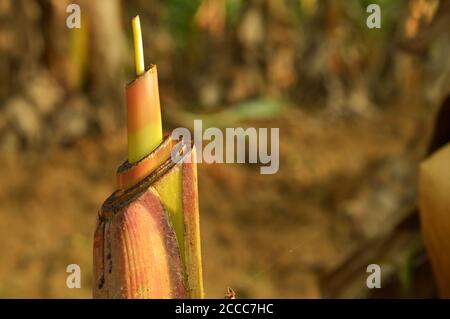 Die Kraft der Natur zeigen. Sogar aus einer toten Rinde einer Bananenstaude sprießt eine neue. Diese Methode wird normalerweise nach der Ernte von Bananenfrüchten verwendet. Stockfoto