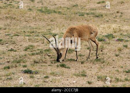 Tibetische Antilope oder chiru (Pantholops hodgsonii) Beweidung auf dem tibetischen Plateau Stockfoto