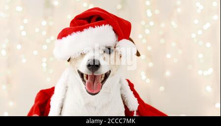 Niedlicher Hund im Kostüm für Weihnachtsfeier Stockfoto