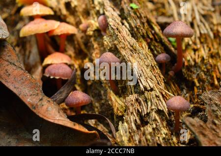 Wenn Pilze oder Conks, auch Brakt oder Regal genannt, auf Baumrinde wachsen, ist es in der Regel ein Zeichen dafür, dass der Baum mit einem verrottungsförderenden Erreger infiziert ist. Stockfoto