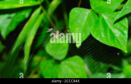 Das Bild zeigt eine Spinne, die ihr Netz auf einem Insekt spinnt, das im Netz gefangen ist. Spinnen fressen nicht buchstäblich die Insekten, die sie töten. Stockfoto