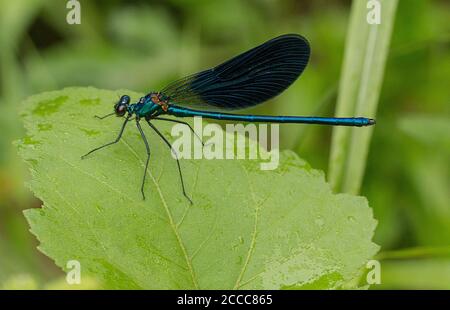 Männliche schöne Demoiselle, Calopteryx virgo, auf einem Blatt Stockfoto