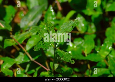 Bild zeigt die beschädigten Blätter einer winzigen Pflanze. Die Blätter haben viele Löcher in ihnen möglicherweise wegen Insektenschäden. Stockfoto