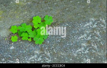 Schönes Bild von einem dreiblättrigen Blatt vor braunem Schlamm Hintergrund. Die runde Kleeblatt-förmige Pflanze bildet einen schönen Hintergrund. Stockfoto