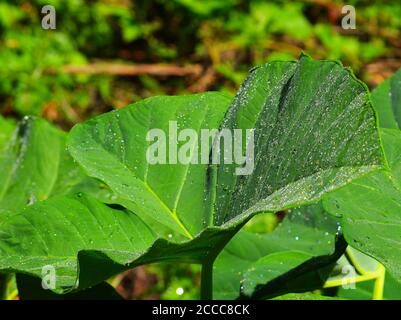 Das Bild zeigt ein Kolocasia-Blatt mit Wassertropfen darauf. Das ist vom Morgentau. Das Sonnenlicht lässt die Wassertropfen funkeln. Stockfoto