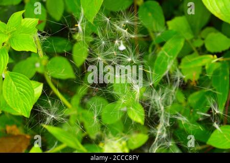 Das Bild zeigt Löwenzahn-Samen, die in einem Spinnennetz gefangen sind. Die Samen fallen nach einem Regen oder starkem Wind schließlich auf den Boden. Stockfoto