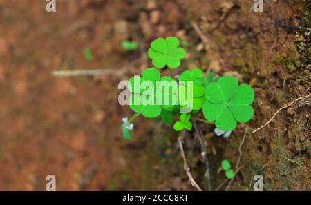 Schönes Bild von einem dreiblättrigen Blatt vor braunem Schlamm Hintergrund. Die runde Kleeblatt-förmige Pflanze bildet einen schönen Hintergrund. Stockfoto