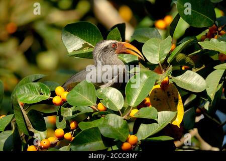 Indian Grey Hornbill, Ocyceros birostris, Dandeli, Indien Stockfoto