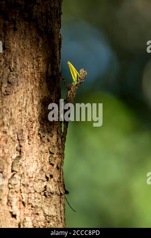Männliche Dracko, Gattung der Agamideidechsen, die auch als fliegende Eidechsen, fliegende Drachen, Draco spilonotus, Dandeli, Karnataka, indien bekannt sind Stockfoto