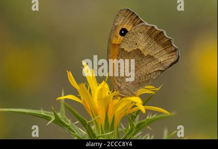 Wiesenbrauner (Maniola jurtina) auf spanischer Austernpflanze (Scolymus hispanicus) Stockfoto