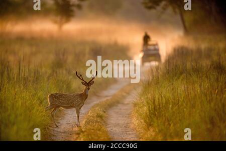 Gefleckter Hirsch, Achsenachse, Dhikala, Jim Corbett National Park, Uttrakhand, Indien Stockfoto