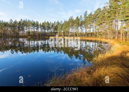 Waldsee mit Wasserspiegelungen im See Stockfoto