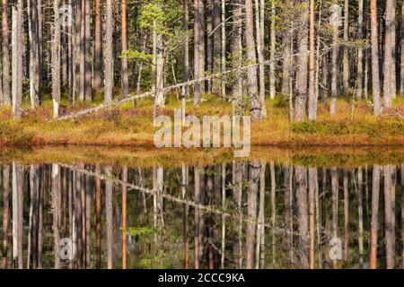 Kiefernwald mit Reflexen im Wasser Stockfoto