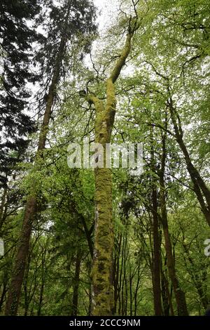 Toter Baum in Wäldern, irland Stockfoto