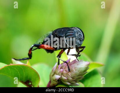 Schwebfliegen auch als Blumenfliegen oder Syrphid Fliegen Nahaufnahme des Gesichts, Jawhar, Thane, Maharashtra, Indien Stockfoto