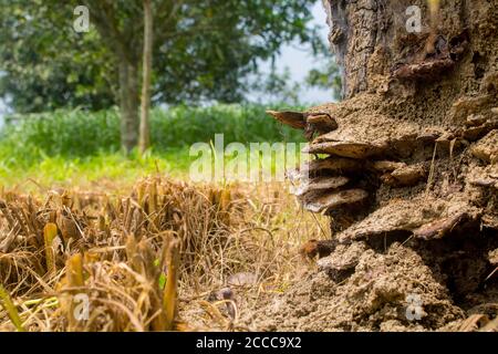 Ein alter Baumstumpf, der mit Moos und Pilzen bedeckt ist. Das Sonnenlicht scheint durch die Blätter des dicken Waldes. Stockfoto