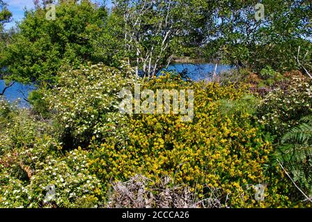 Ausstellung von Wildblumen im Currimundi Lake Conservation Park Stockfoto