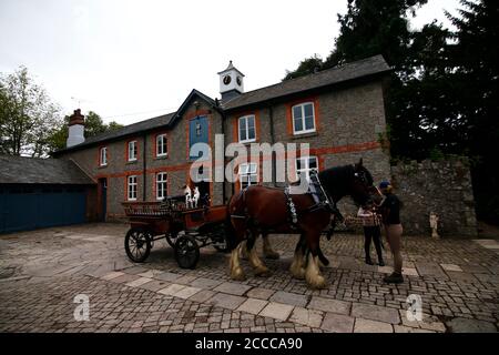 Kutsche gezogen von Shires Pferde besetzt von zwei Jack Russells Stockfoto