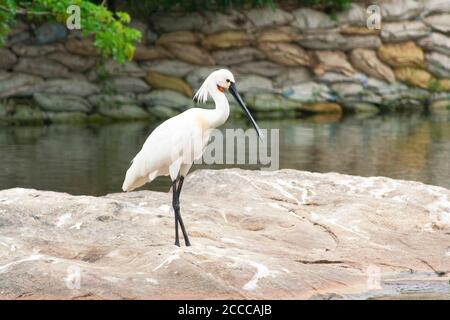 Eurasischer Löffler, Platalea leucorodia, Vogelschutzgebiet Ranathittu, Karnataka Stockfoto