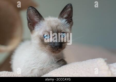 Kleine Kätzchen legen. Reinrassige 2 Monate alte Siamkatze mit blauen mandelförmigen Augen auf beigem Spielplatz Hintergrund. Konzepte von Haustieren spielen Verstecken Stockfoto