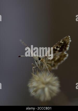 Salbei-Skipper-Schmetterling, Muschampia-Proto auf trockenem Gras Stockfoto