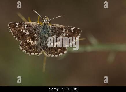 Salbei-Skipper-Schmetterling, Muschampia proto, hoch oben auf St. Barnaby's Thistle, Centaurea solstitialis Stockfoto