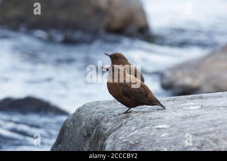 Zwei braune Dippers auf Felsen, Cinclus pallasii, Chafi, Uttarakhand, Indien Stockfoto