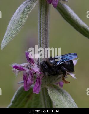 Violette Zimmerbiene, Xylocopa violacea nektaring on Downy Woundwort, Stachys germanica Stockfoto